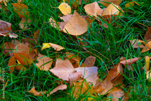 Colorful autumn leaves of birch, deciduous tree with white bark and with heart-shaped leaves.