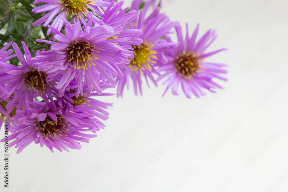 Obraz premium bouquet of beautiful purple chrysanthemums on a white background