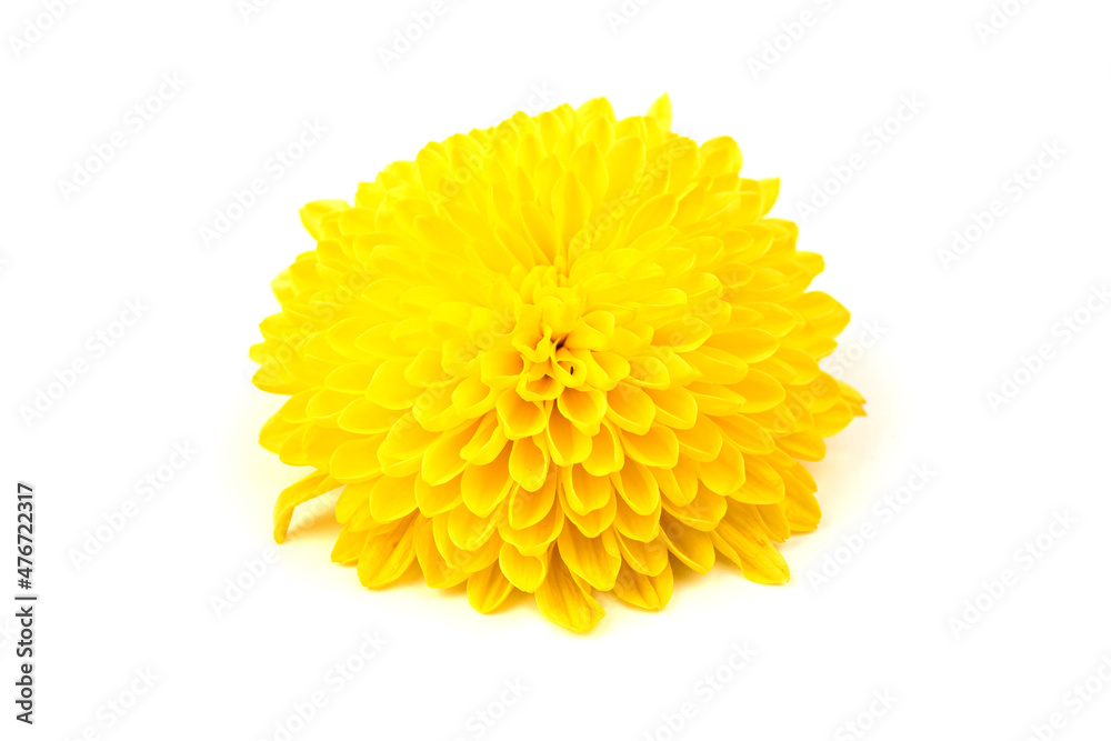 Yellow chrysanthemum flowers, isolated on white background.  Gerbera daisy blossom.