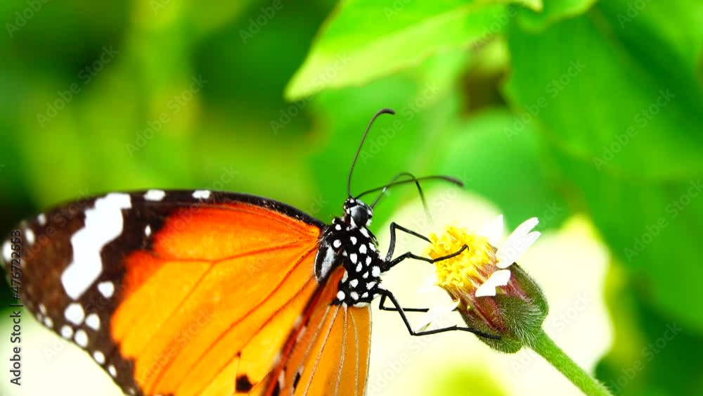 4K Thai butterfly in garden garden summer flower and butterfly flower butterfly flower butterfly 4K Thai butterfly in garden garden summer flower and butterfly flower butterfly flower butterfly
