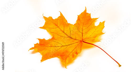 Autumn sketch with maple leaves  yellow red orange colors of leaves  photograph isolated on white background