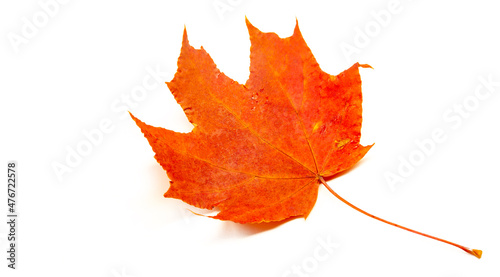 Autumn sketch with maple leaves, yellow red orange colors of leaves, photograph isolated on white background
