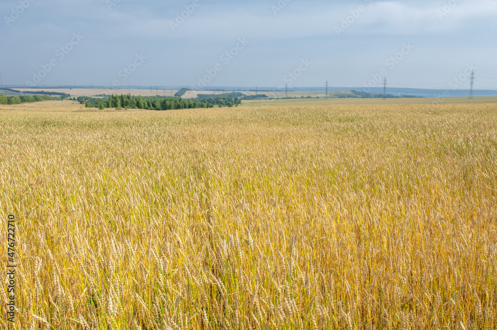  Summer photo. Wheat a cereal plant that is the most important kind grown in temperate countries, the grain of which is ground to make flour for bread, pasta, pastry, etc ..