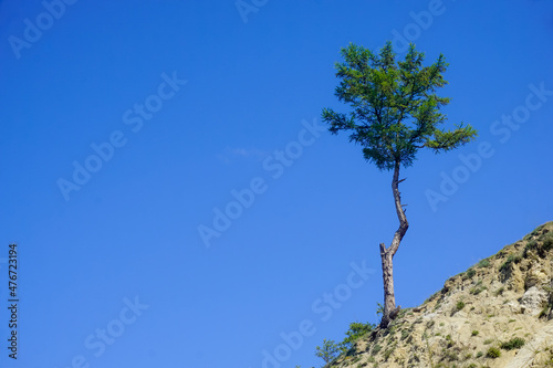 Lonely tree on a rocky mountain