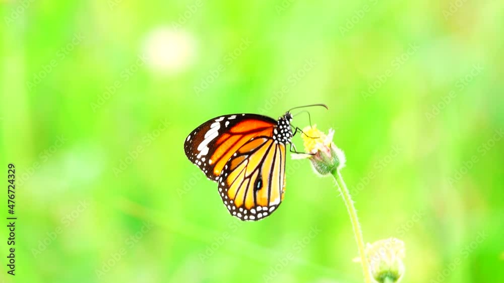 4K Thai butterfly in garden garden summer flower and butterfly flower butterfly flower butterfly 4K Thai butterfly in garden garden summer flower and butterfly flower butterfly flower butterfly