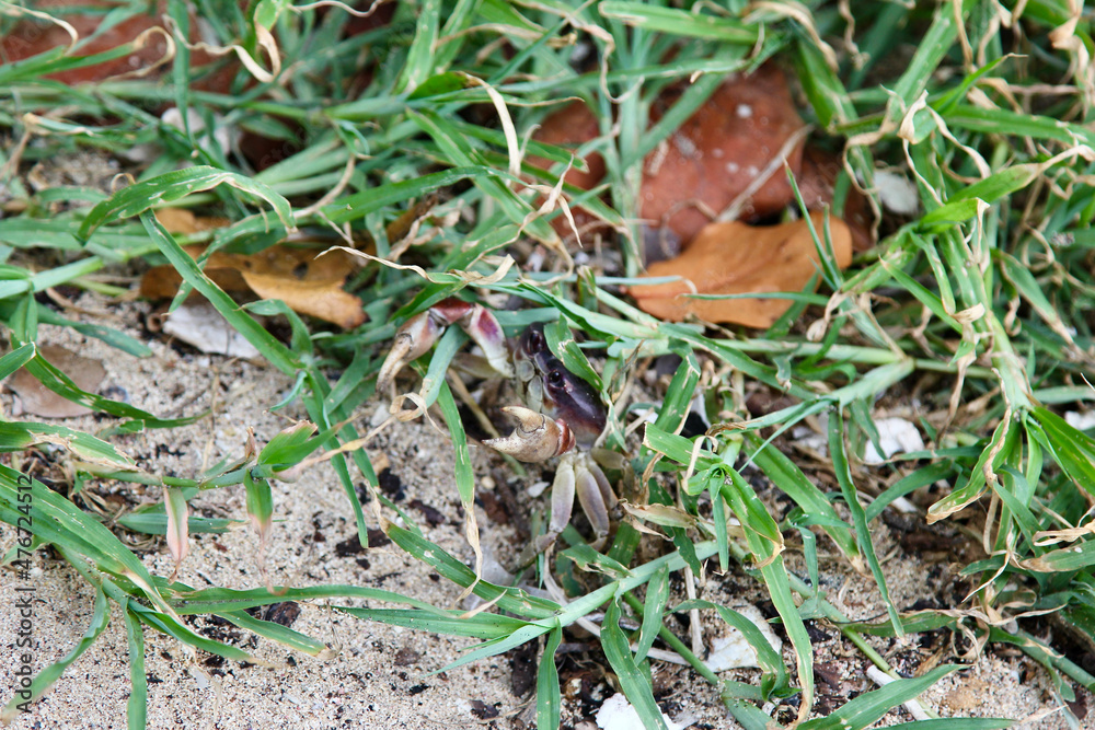 Fototapeta premium Crab in a grass and sand, Dominican Republic