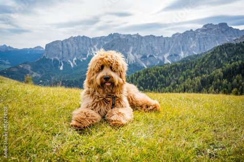 dog in the mountains of the dolomites photo