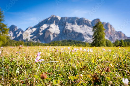 meadow with flowers in the dolomites mountain in spring