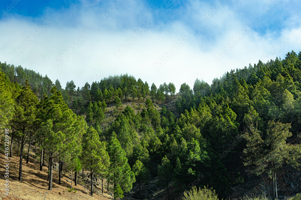 View from the slope to large pine trees and blue sky with large clouds in Tenerife