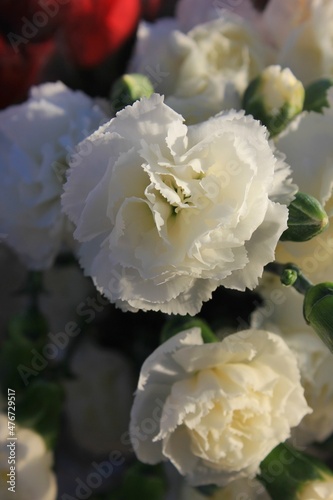 white carnations in a garden