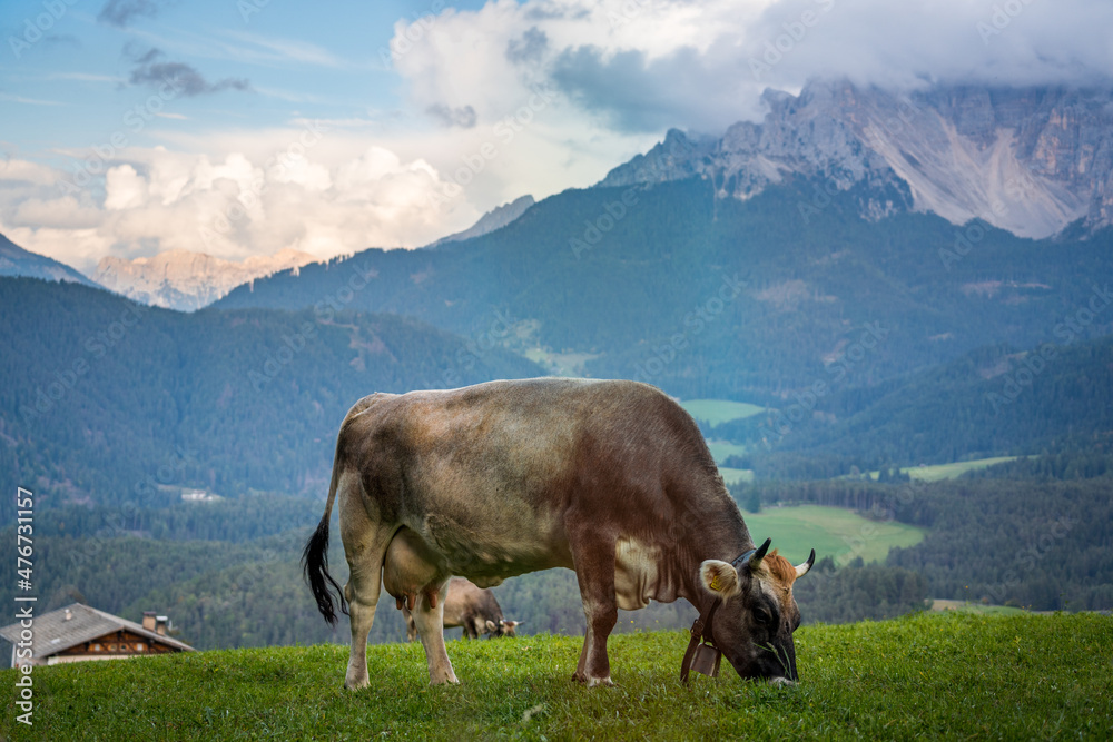 cow grazing on green field in the mountains