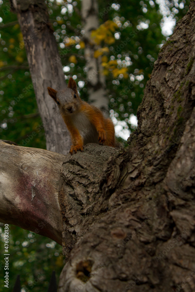 Obraz premium squirrel on a tree
