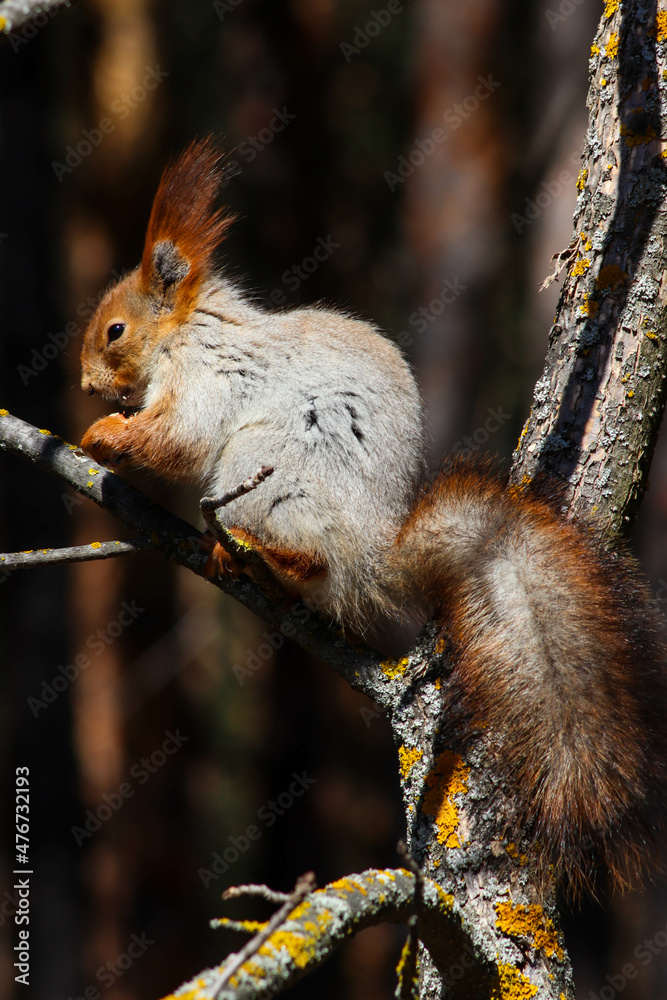 Fototapeta premium squirrel on a tree