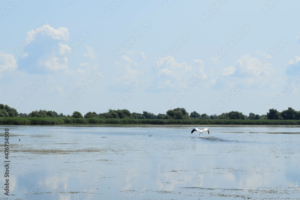 Lake view with birds flying, during a boat trip in the Danube Delta. Landscape with forest and reed in the back. Lake view with birds flying, during a boat trip in the Danube Delta. Landscape with forest and reed in the back.