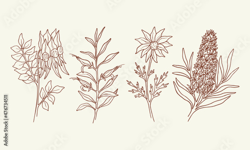Set of Sturt's desert pea, eremophila, flannel flower, Christmas tree. Hand drawn Australian native plants