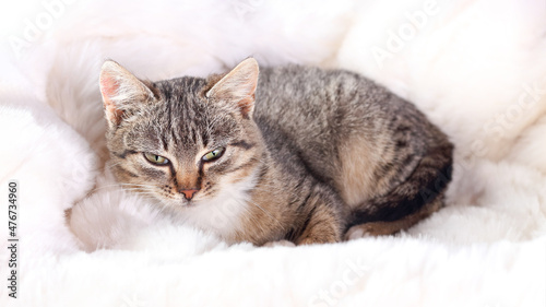 Little cute cat lying on white fur and resting. Gray kitten close up. Gray cat with green eyes. Pet care concept. Kitten lying on a white background. Tabby. Copy space. Horizontal image