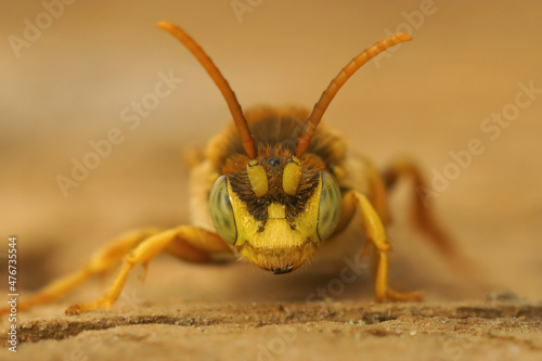 Frontal closeup on a yellow male of the kleptoparasite Lathbury's Nomad bee, Nomada lathburiana, male