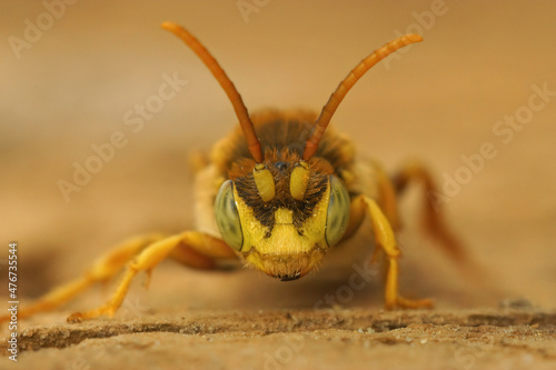 Frontal closeup on a yellow male of the kleptoparasite Lathbury's Nomad bee, Nomada lathburiana, male photo