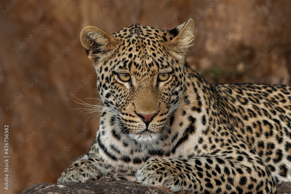 Leopard (Panthera Pardus) resting in a big Marula tree in Mashatu Game Reserve in the Tuli Block in Botswana Leopard (Panthera Pardus) resting in a big Marula tree in Mashatu Game Reserve in the Tuli Block in Botswana