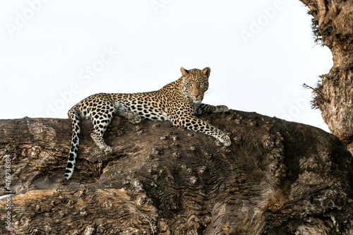 Leopard (Panthera Pardus) resting in a big Marula tree in Mashatu Game Reserve in the Tuli Block in Botswana                 