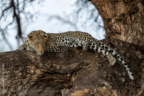 Leopard (Panthera Pardus) resting in a big Marula tree in Mashatu Game Reserve in the Tuli Block in Botswana                 