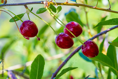 Cherries are used to make desserts, sauces, jams and wine. Many species are grown as an ornamental tree known as cherry blossoms.