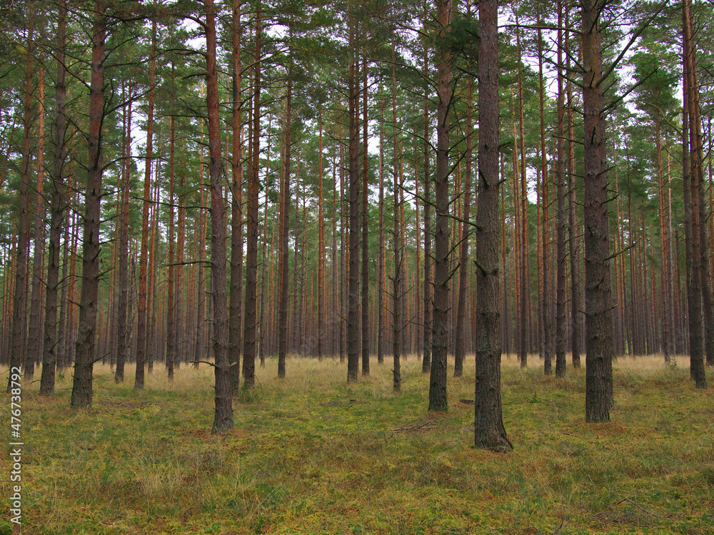 Fototapeta premium Beautiful natural bright background and texture, wild dense pine forest, atmospheric fairy forest, Latvia
