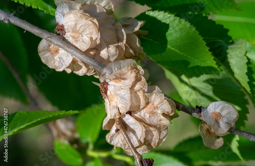 Elm seeds. As part of urban ecology, elms improve air and water quality, reduce erosion, and reduce air temperatures on warm days. The "tree of freedom" was the American white elm in Boston