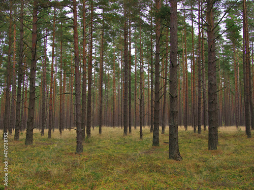  Beautiful natural bright background and texture, wild dense pine forest, atmospheric fairy forest, Latvia