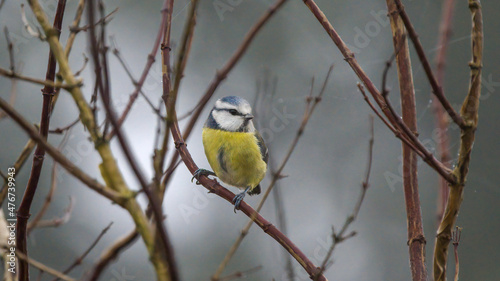 Blue tit on a branch in winter time looking for food  © LDC