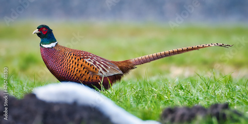 Proud colorful hunting pheasant in search of food