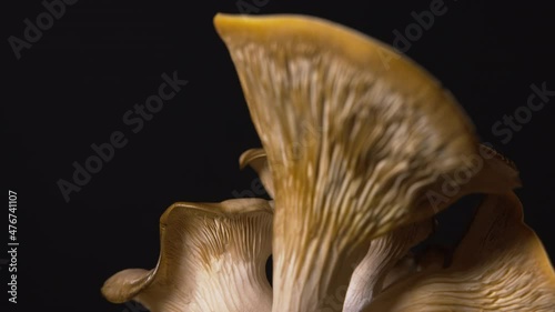 Rack focus close up of brown amazing home grow edible Oyster mushrooms on black background. Vegan, vegetarian healthy concept
