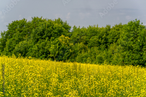 Yellow field. Rapeseed is the third largest source of vegetable