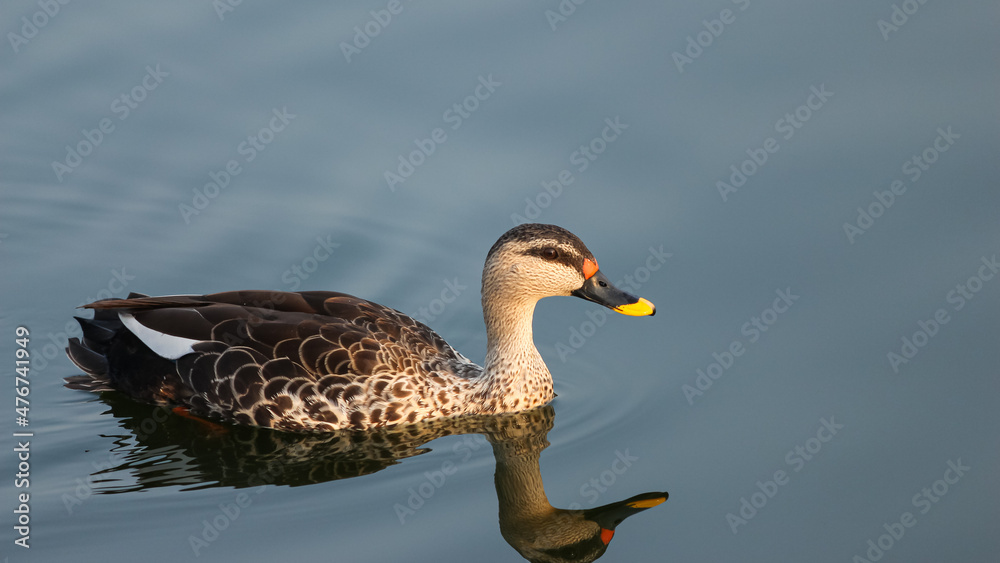 Ducks Swimming In The Lake. Ducks Swimming In The Lake.
