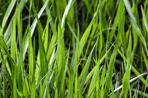 Lawn grass on a summer sunny day close up