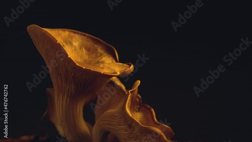 Top down tilt close up of brown amazing home grow edible Oyster mushrooms on black background. Vegan, vegetarian healthy concept