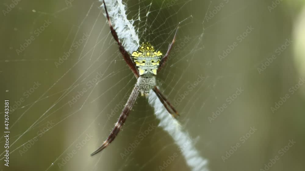 spider on nets HD videos. insect on leaves. spider insect body spider on nets HD videos. insect on leaves. spider insect body