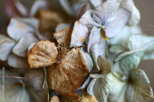 Fotografia dry and faded hydrangea flowers