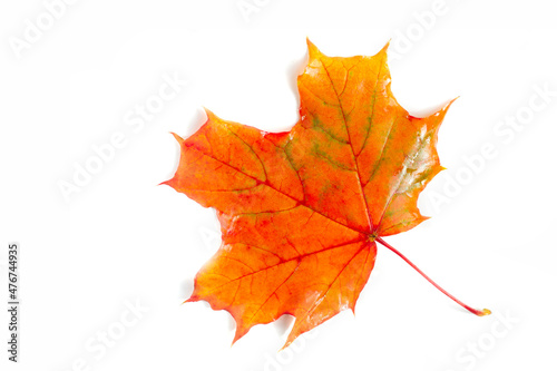 Beautiful maple leaves in the foreground and a blurred white background, close-up, copy space, macro photography. texture