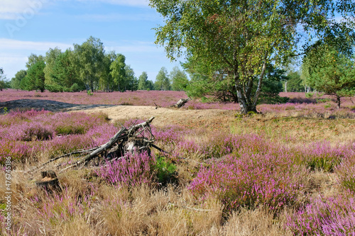 Heidelandschaft im Spätsommer mit Wanderweg - Heath landscape with flowering Heather and path photo