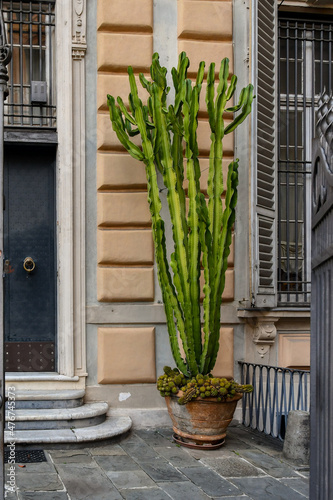 Entrance of an old palace with a potted plant of candelabra tree (Euphorbia ingens), Genoa, Liguria, Italy photo