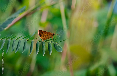 carterocephalus palaemon - butterfly on tamarind leaf and blur background focus on butterfly photo