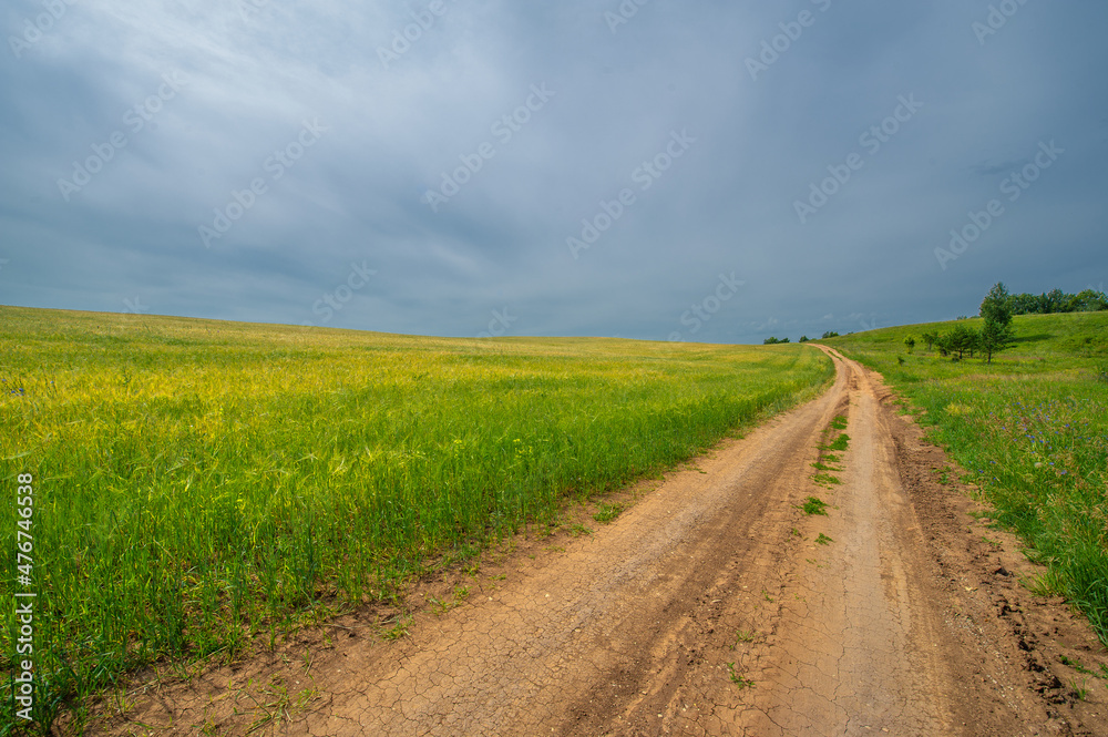 summer photo of cereals, barley a hardy cereal that has coarse b