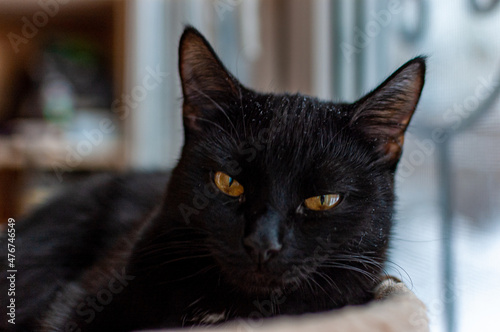 The little black Panther loves to pose for the camera!