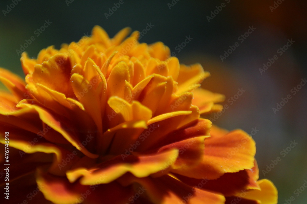 Marigold flower macro Marigold flower macro