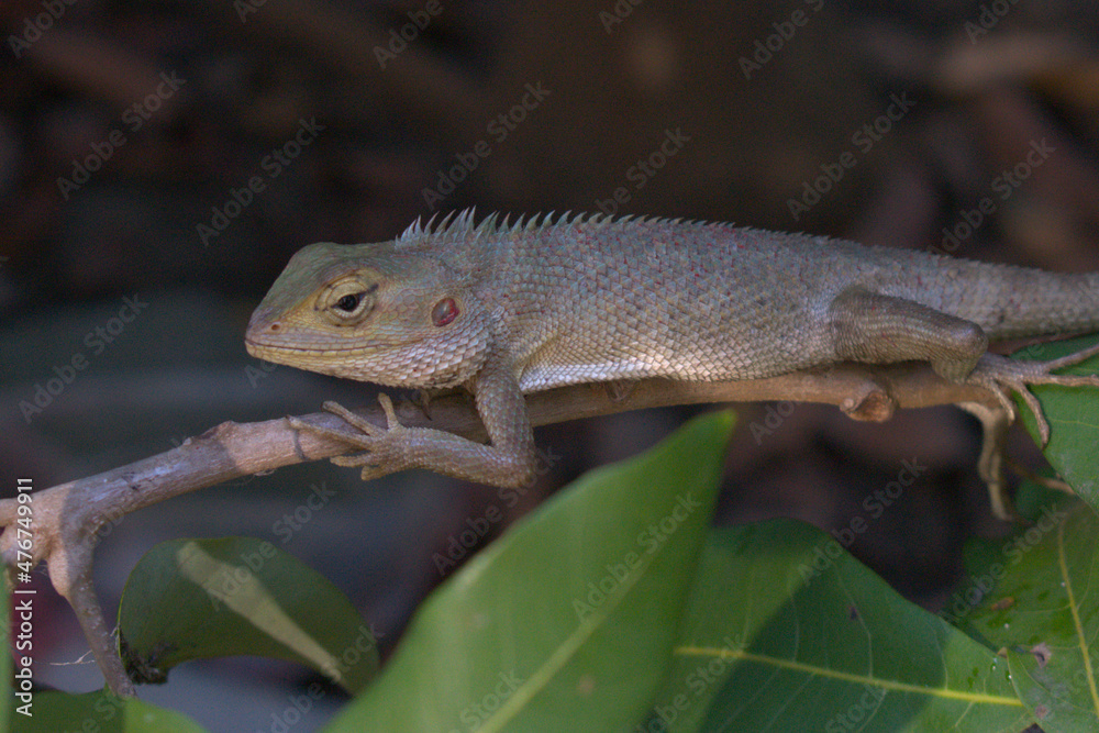 Obraz premium lizard on a tree