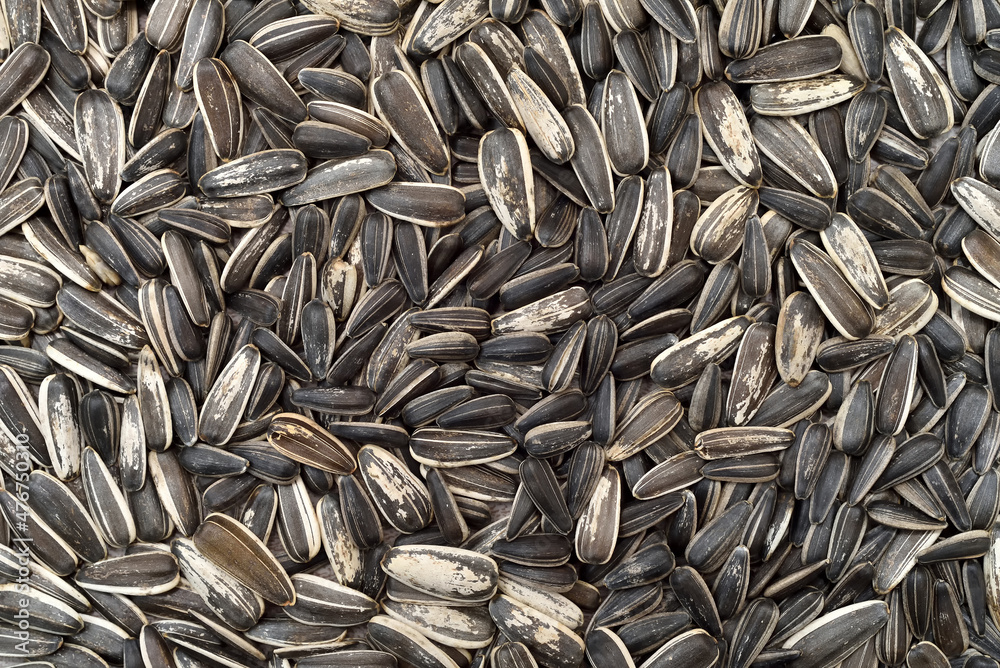 Heap of striped black and white sunflower seeds on the table. Close-up. Top view. Heap of striped black and white sunflower seeds on the table. Close-up. Top view.