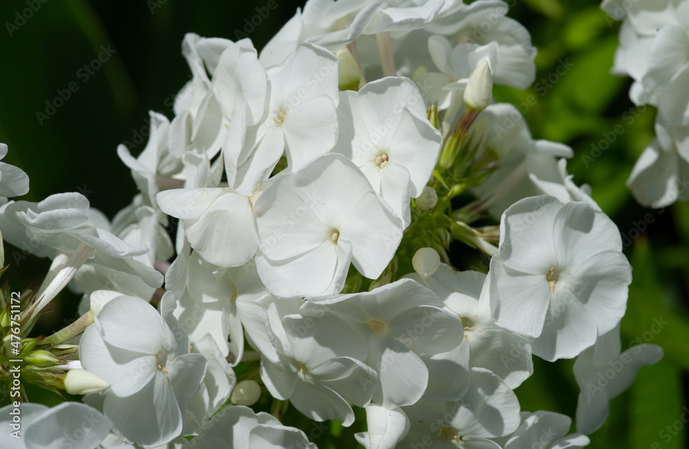 Panicled phlox, commonly called autumn phlox, is a type of flowering plant in the cyanotic family. In its natural range, it grows along the banks of streams and in humid forest areas.