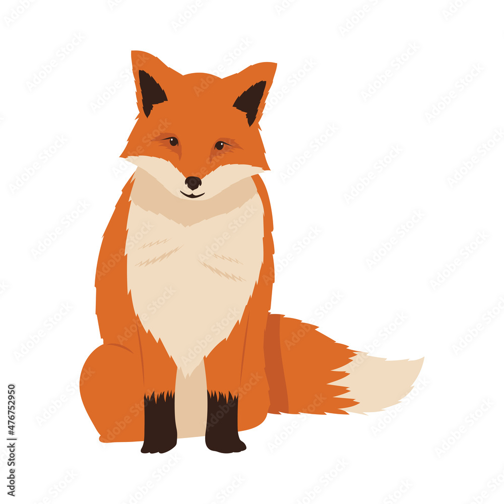 Obraz premium wild fox seated