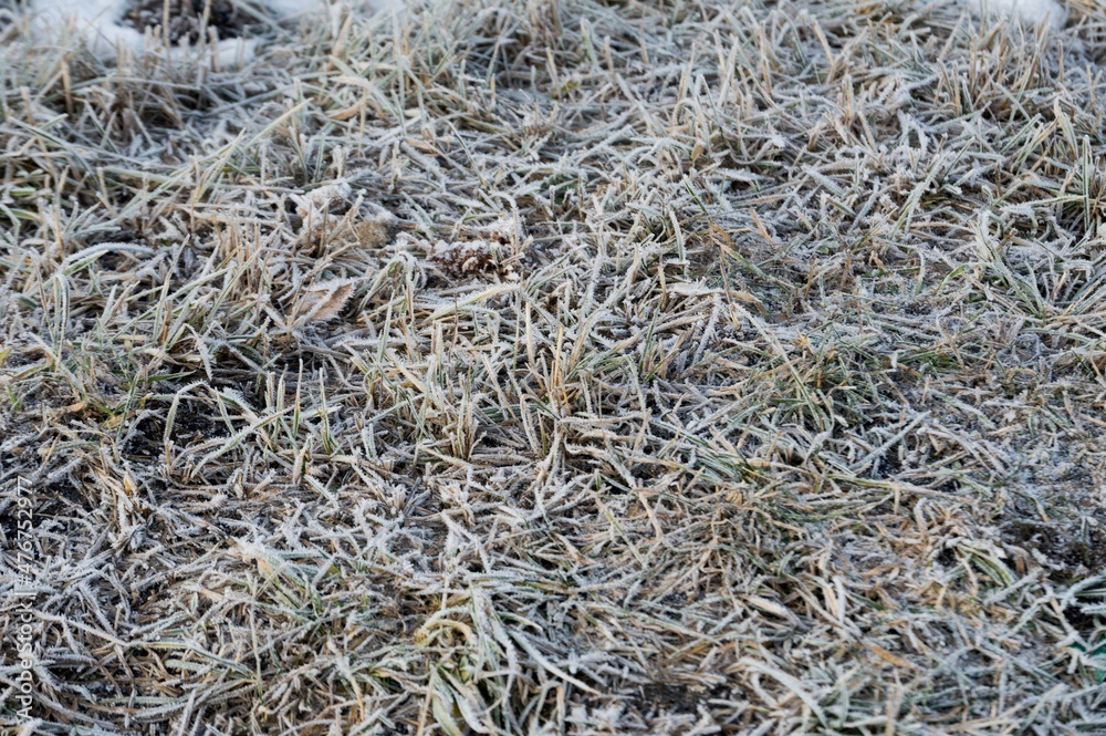 Texture of frost on dry withered grass Texture of frost on dry withered grass